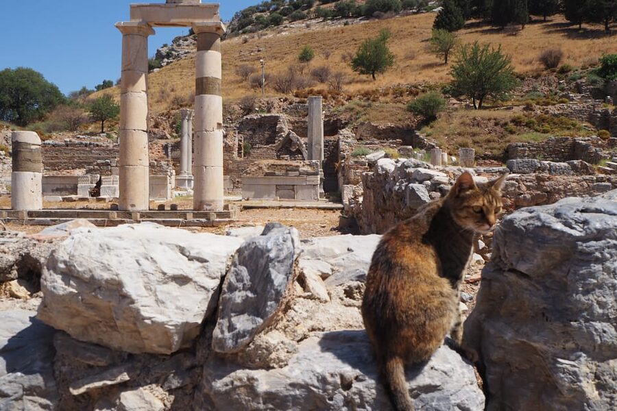 Ephesus: Half-Day Tour from Kusadasi - Cruise timing and the shopping question
