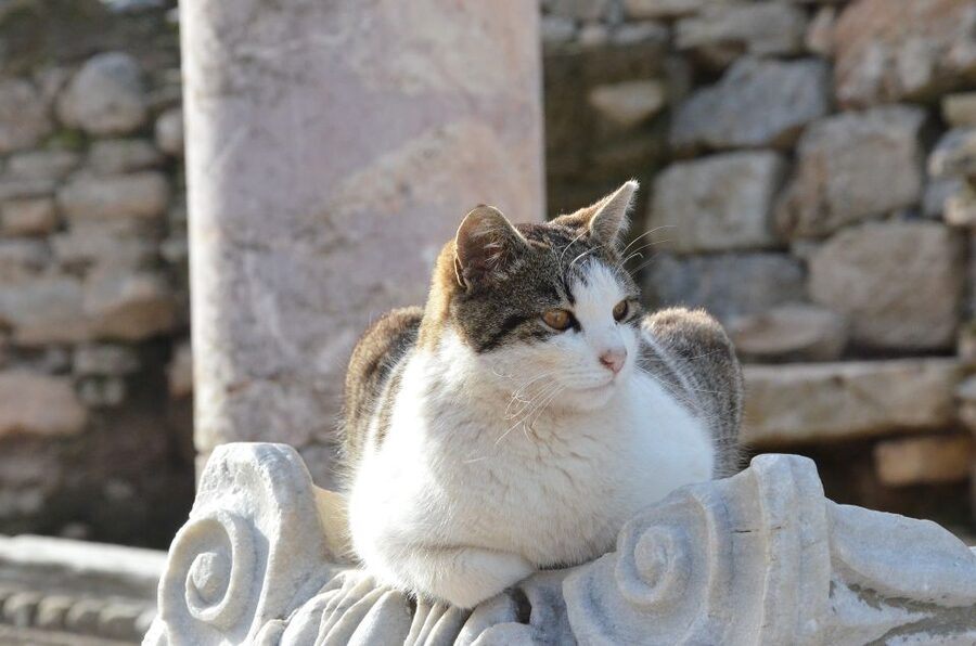 From Kusadasi Port: Ephesus Tour with Skip-the-Line Entry - Who will get the most from this tour
