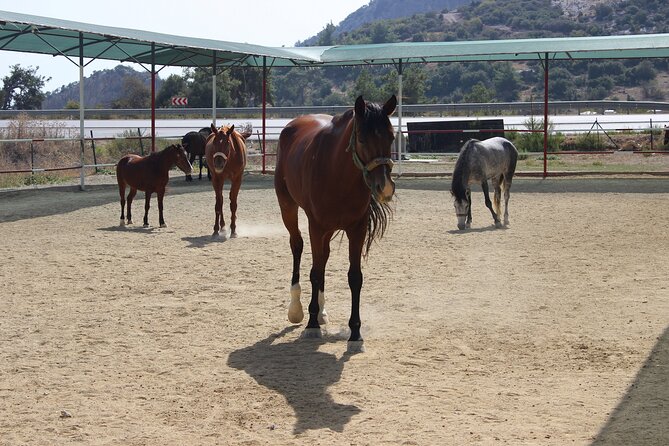 Kusadasi Horse Riding Beach and Forest options with Transfer - From the horse club to the forest trails