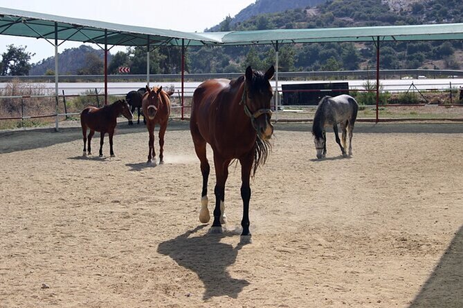 Kusadasi Horse Riding On Beach And Through The River - Practical preparation for a better ride