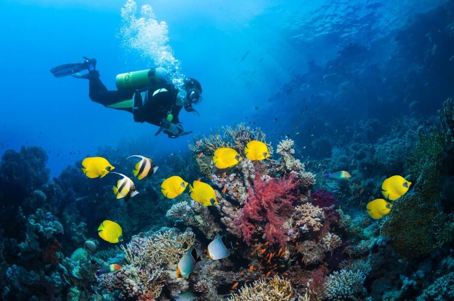 Kusadasi: Scuba Diving for Beginner or Experienced w/ Lunch - The 25-minute session and Aegean sea life