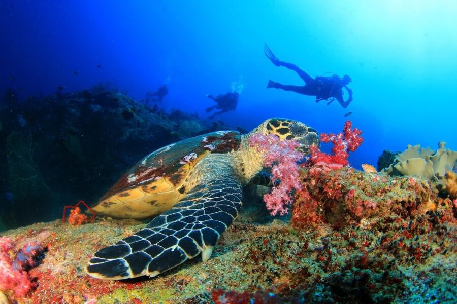 Kusadasi: Scuba Diving for Beginners w/Lunch & Transfer - Safety instruction before your first underwater session