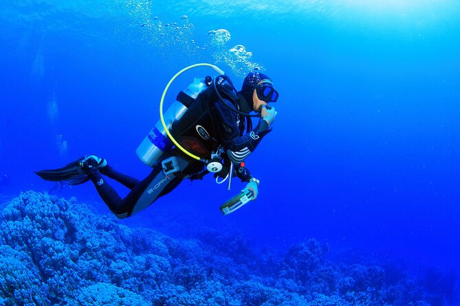 Kusadasi Scuba Diving Tour By Local Experts - The underwater session and Aegean sea life