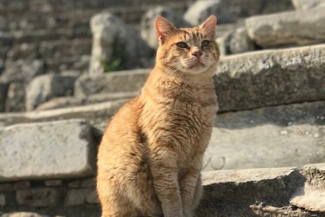 Private Tour : Customized Ephesus Tour for Cruisers from Kusadasi Ephesus Port - Walking through the ancient city of Ephesus