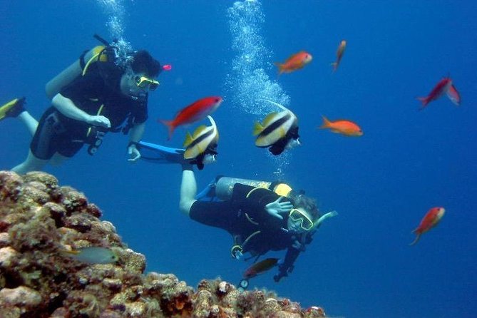 Scuba Diving Tour From Kusadasi / Selcuk - What the $91.45 Price Really Covers